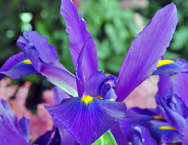 Rendez Vous (Рандеву) купить