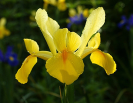 Yellow (Желтый) купить