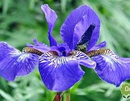 Pretty in blue (Претти ин блю) купить