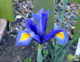 Ірис голландський Сапфір бьюті (Sapphire beauty)купити