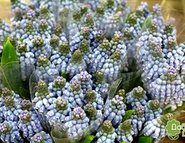 Мускари Карола (Carola) купить