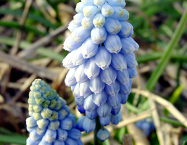 Мускари Валери Финнис (Valerie Finnis) купить