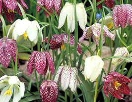 Суміш рябчиківкупити