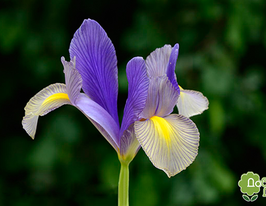 Gipsy beauty (Джипсі бьюті)купити