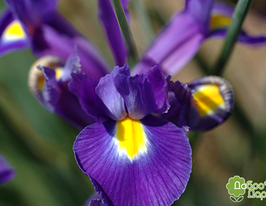 Ірис голландський Динамік дует (Dynamic duet)купити