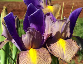 Ирис Голландский Мистик Бьюті (Mystic Beauty) купить