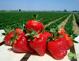 Полуниця Жолікупити