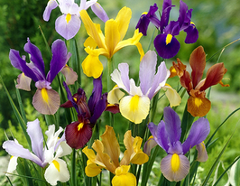 Beauty super mix (Бьюті супер мікс)купити