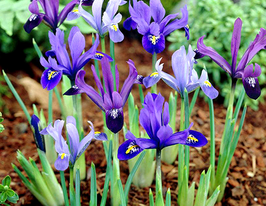 Purple lavender mix (Перпл лавандер микс) купить