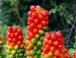 Аронник італійський Марморатум (Arum Marmoratum)купити