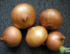 Лук Августа озимый купить