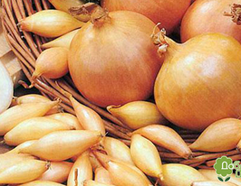 Лук Голиат купить