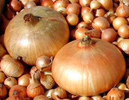 Лук Штутти купить