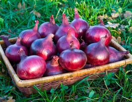 Цибуля Ред баронкупити