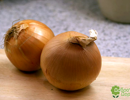 Лук Бургос озимый купить