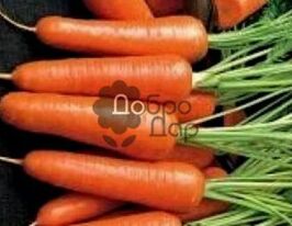 Олімпус по 5 пакетівкупити