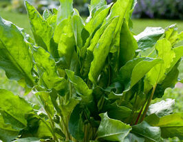 Щавель Широколистный по 5 пакетов купить