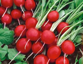Редис Сора по 5 пакетівкупити