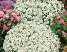 Алісум Снігова лавинакупити