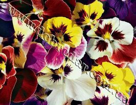 Виола смесь купить