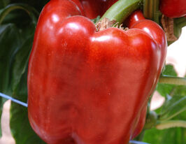 Даймос F1 купить