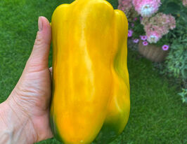 Мохай F1купити