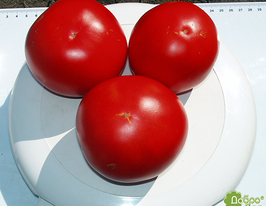 Томат Есмеральда F1купити