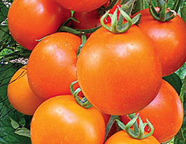 Томат Колядниккупити