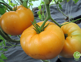 Золотой гигант купить