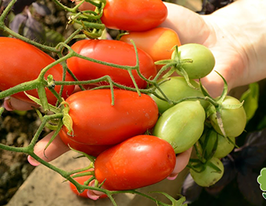 Лімбокупити