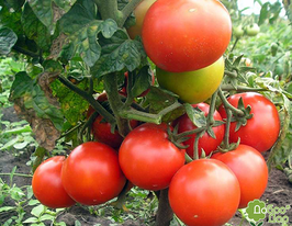 Монгольський Карликкупити