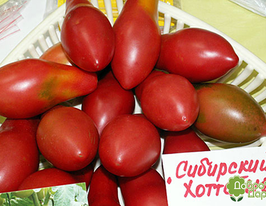 Томат Сибирский Хоттабыч купить