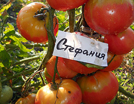Томат Стефания купить