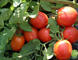 Адаптор F1купити