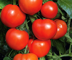 Томат Аристарх F1 купить
