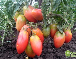 Балеринакупити