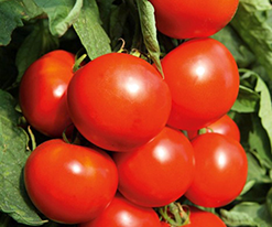 Василь F1купити