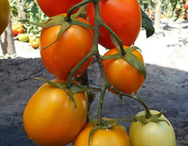 Доктор Уолтеркупити