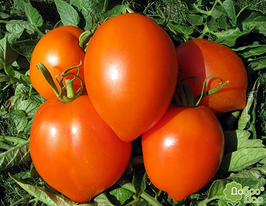 Томат Золото Ілінікупити