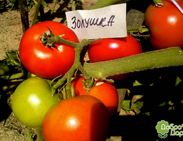 Золушкакупити