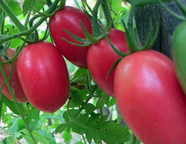 Комбат купить