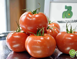 Томат Курочка ряба купить