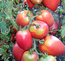 Рожева Стеллакупити