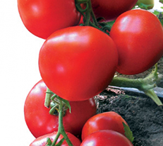 Ядвіга F1купити