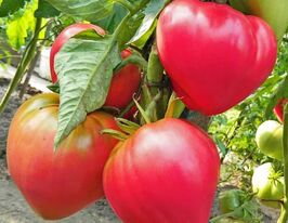 Томат Японська Трояндакупити