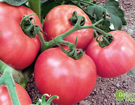 Туземец купить