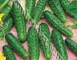 Огурец Аякс F1 купить