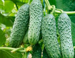 Огурец Кураж F1 купить