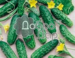 Хеля F1 купить