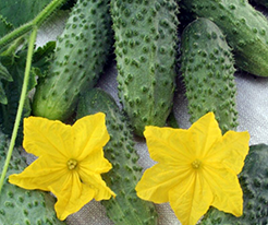 Хасбулат F1 купить